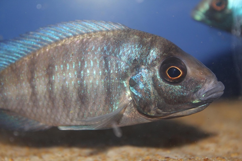 Placidochromis sp. 'phenochilus gissel' Chiofu